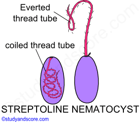 streptoline nematocyst, coiled thread tube, operculum, style, everted thread tub